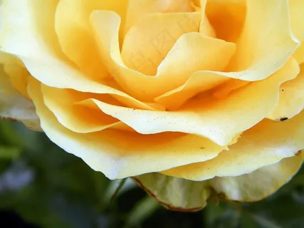 玫瑰,花,黄玫瑰 玫瑰,花,黄玫瑰