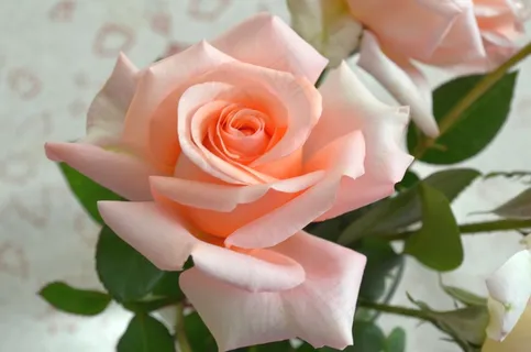 玫瑰,美容,春天,粉红色,花的,花,开花 玫瑰,美容,春天,粉红色,花的,花,开花