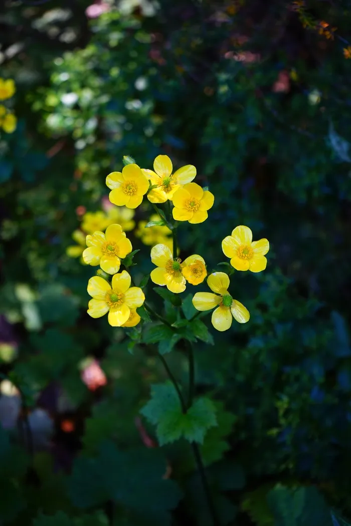 毛cup，花，开花，黄色