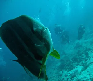 Platax鱼，蝙蝠鱼，浸入式潜水艇，潜艇，马尔代夫