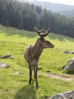 驼鹿，动物，山，森林，意见，树，绿色