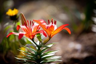 春天的花朵，四月的花朵，花园，5Dmark2