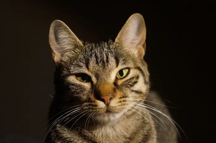 猫，猫的，可爱，家养，年轻，寻找，好奇