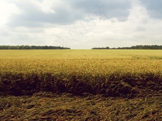 麦田,稻田,草原,小麦,粮田,田间农业无穷无尽