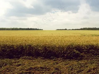 麦田,稻田,草原,小麦,粮田,田间农业无穷无尽