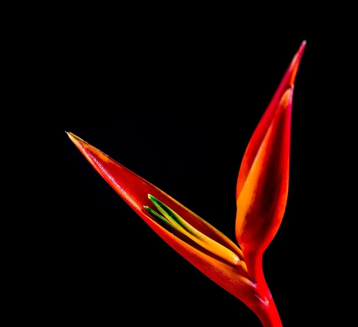 鹤望兰，开花，花，红色，橙色，黄色