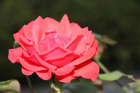 玫瑰,花,红玫瑰,宏 玫瑰,花,红玫瑰,宏