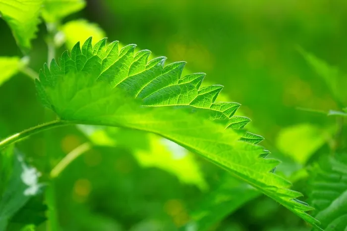 荨麻，叶子，燃烧的头发，粉红色，植物