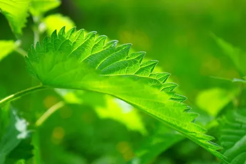 荨麻,叶子,燃烧的头发,粉红色,植物 荨麻,叶子,燃烧的头发,粉红色,植物