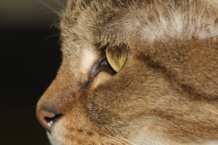 宿醉，猫，家猫，鼻子，猫的眼睛，动物