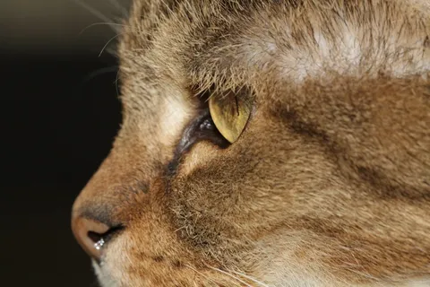 宿醉，猫，家猫，鼻子，猫的眼睛，动物