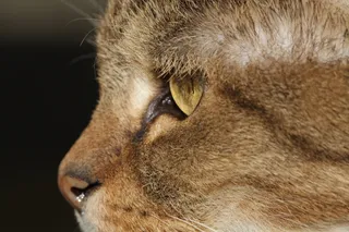 宿醉，猫，家猫，鼻子，猫的眼睛，动物