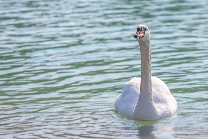 天鹅，水，鸟，湖，羽毛，水禽，美丽