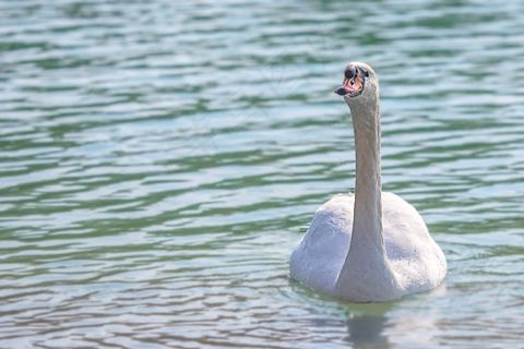 天鹅，水，鸟，湖，羽毛，水禽，美丽