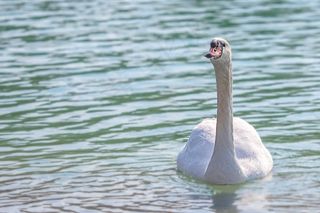 天鹅，水，鸟，湖，羽毛，水禽，美丽