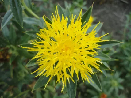 红花,花,藏红花,黄色,植物 红花,花,藏红花,黄色,植物