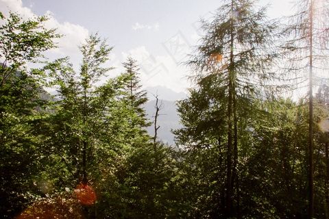 植物,树,松科,自然公园,阳光森林,南部景观