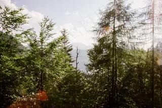 植物,树,松科,自然公园,阳光森林,南部景观