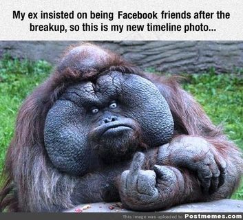 大猩猩,Facebook,黑猩猩,猩猩,银背大猩猩,分手后