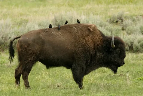 野牛，水牛城，鸟，栖息，美国，动物