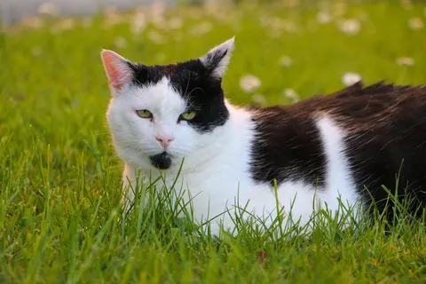 草地,猫,关注,手表,黑色和白色 草地,猫,关注,手表,黑色和白色