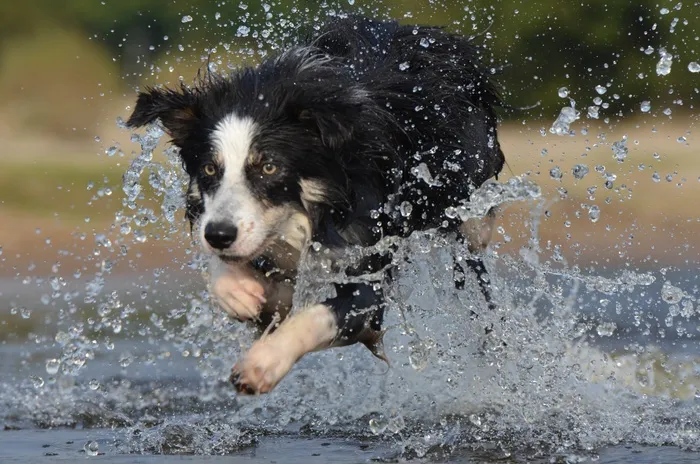 边境牧羊犬，跳，水，英国牧羊犬，夏天