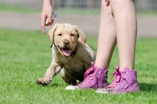 拉布拉多幼犬，小狗，拉布拉多