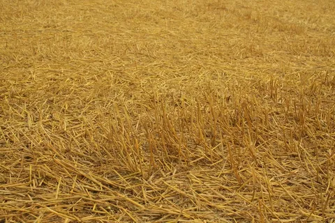 收获，场，谷物，干草，农业，自然