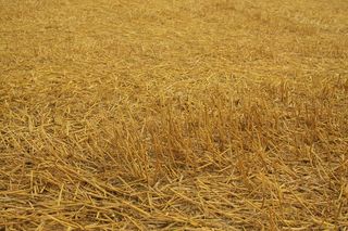 收获，场，谷物，干草，农业，自然