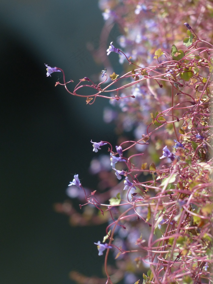扬琴，开花，蓝色，紫罗兰色，紫色