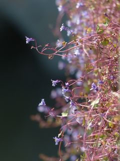 扬琴，开花，蓝色，紫罗兰色，紫色