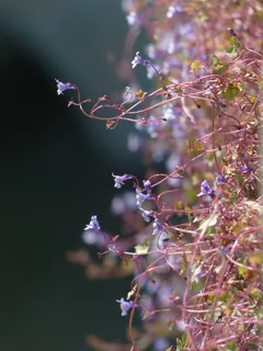 扬琴,开花,蓝色,紫罗兰色,紫色 扬琴,开花,蓝色,紫罗兰色,紫色