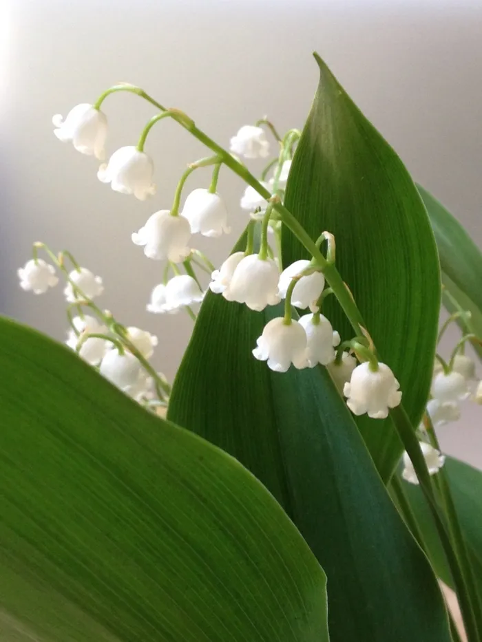 铃兰，白花，春天，5月1日，贝尔