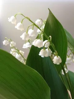 铃兰,白花,春天,5月1日,贝尔 铃兰,白花,春天,5月1日,贝尔