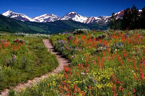 白杨，栗色，钟声，景观，荒野，风景