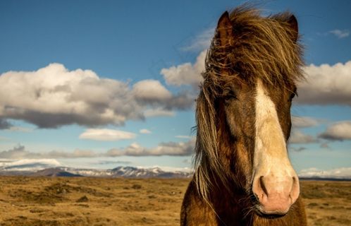 蒙古马,工艺品,伊犁马,佛像,马在风中
