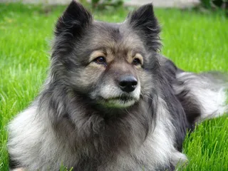 狗，Keeshond，注意，指出，竞赛，狗的品种