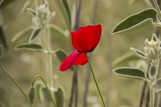 花，罂粟Rhoeas，红色，罂粟
