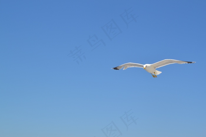 海鸥，沧海，鸟，水，动物，风，自然，蓝色