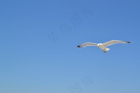 海鸥，沧海，鸟，水，动物，风，自然，蓝色