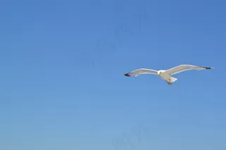 海鸥，沧海，鸟，水，动物，风，自然，蓝色