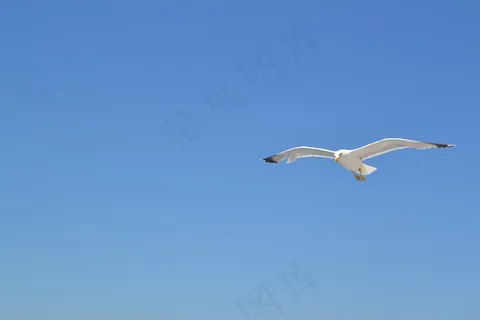 海鸥,沧海,鸟,水,动物,风,自然,蓝色 海鸥,沧海,鸟,水,动物,风,自然,蓝色