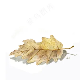 水彩，叶，秋天，性质，秋天的落叶，森林