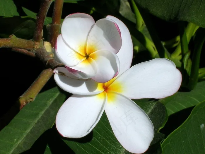 花，鸡蛋花，Amarilla，热带，开花，花瓣