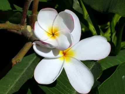 花,鸡蛋花,Amarilla,热带,开花,花瓣 花,鸡蛋花,Amarilla,热带,开花,花瓣