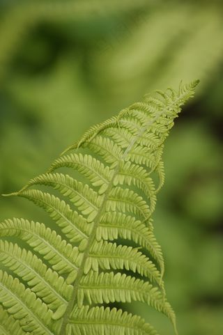 蕨类，绿色，幼叶，性质，植物，春天