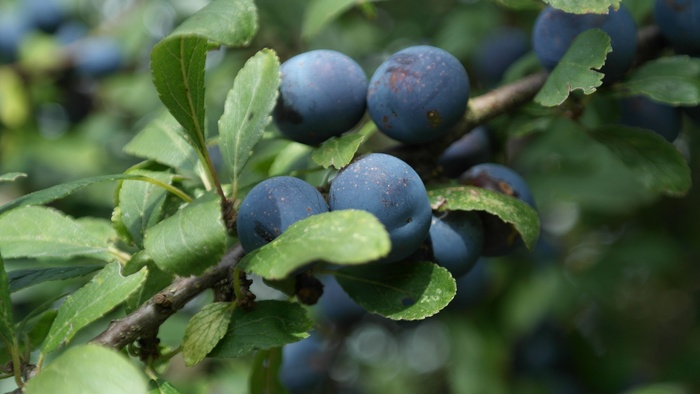 Sloes，Schlehendorn，Blackthorn，Heckendorn