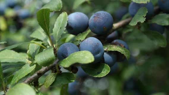 Sloes，Schlehendorn，Blackthorn，Heckendorn