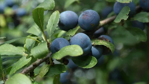 Sloes，Schlehendorn，Blackthorn，Heckendorn