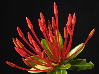 开花，花，红色